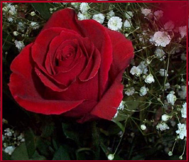 UNE ROSE POUR VOUS