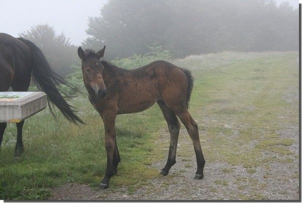 CHEVAUX DANS UN NUAGE!!! 1