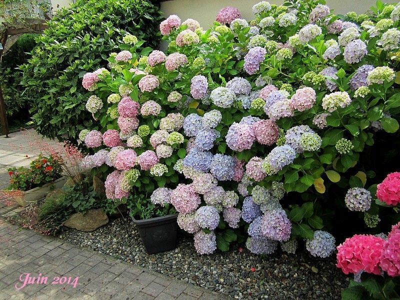 LES HORTENSIAS DU JARDIN!