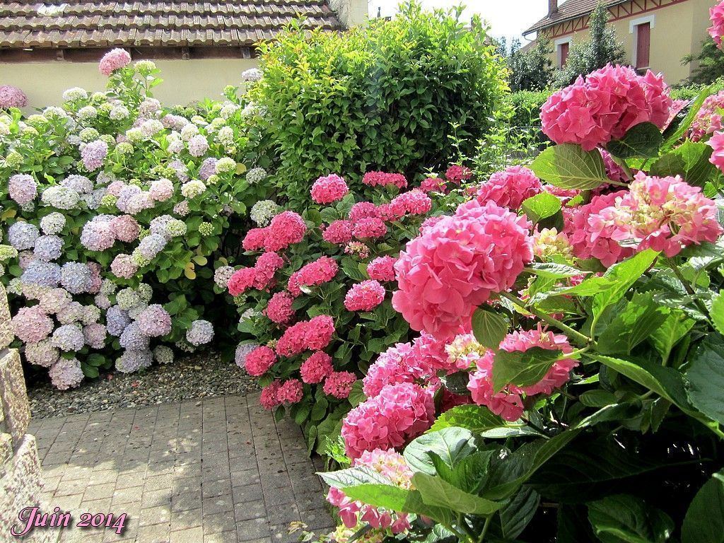 LES HORTENSIAS DU JARDIN!